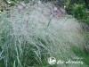 Sora rykštėtoji  ,Prairie Sky' (lot.  Panicum virgatum)